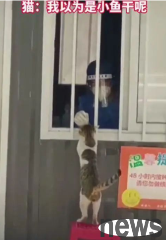 The cat probed at the nucleic acid test window, and the medical staff suddenly became interested: Where did the cute little one come from?