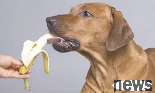 Dogs can t pull out their poop frequently? What should I do if a dog can’t pull a poo?