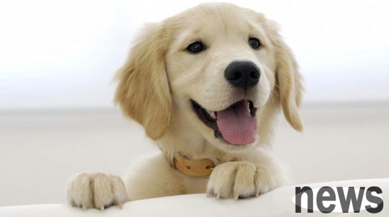 Will changing dog food for puppies cause diarrhea? How to change dog food?
