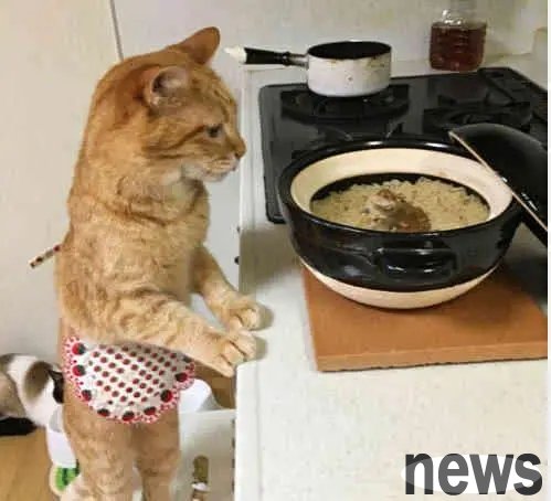 What kind of breed is the cat that I want to slap? | The little orange cat fell asleep at the dining table. Netizens said: I’m so cute, I really want to go up and slap!