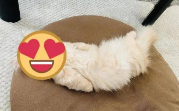 There are hundreds of cute cats sleeping positions, and this picture makes people really want to bury them in and take a deep breath!