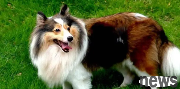 Which dog is the most aura? Ranking of the top ten most aura dogs!