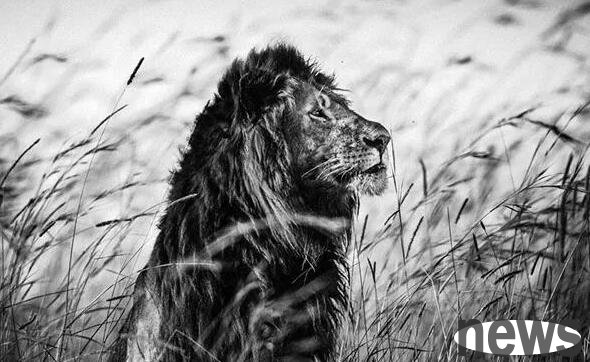 The king of the Earth Cat family is stronger than the Siberian tiger. The last Barbary lion was photographed by the colonists and shot and killed