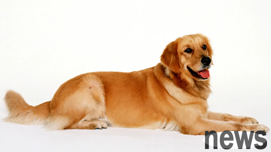 How to train a dog to lie down? How to train?