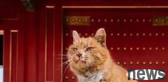 The courier picked up a little cat and grew like this a year later, and he collapsed!