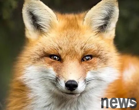 Wild foxes like pet cats and bring gifts to the door every few days: Make friends