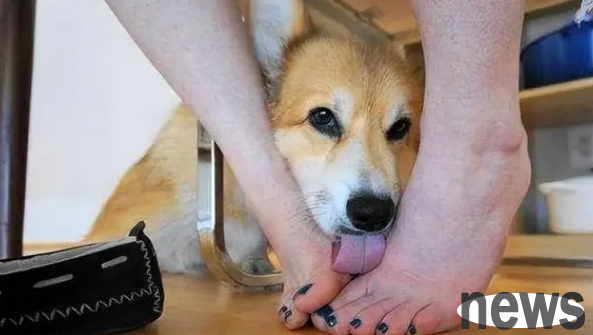 Do dogs like to lick their owners? These 5 meanings are generally the same, please don t be unclear