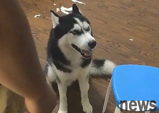 Cute husky escapes from the iron cage, makes trouble at home, annoys the cat slave