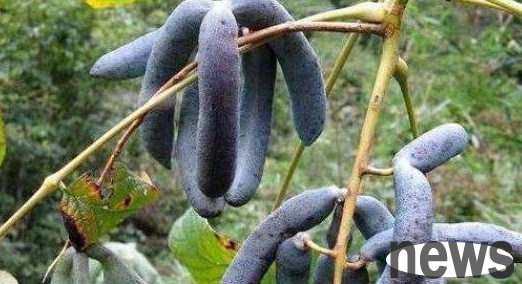 The fruit, known as 
