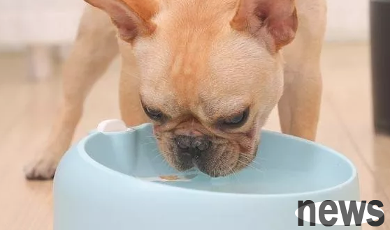 Under these conditions, you need to feed probiotics to your dog!