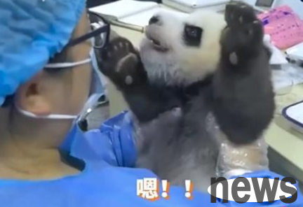 The panda baby refused to cooperate and kept quarreling with the breeder!