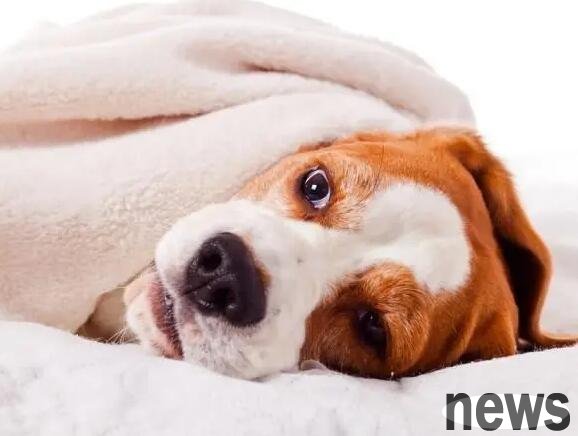 What are the dangers of too early sterilization surgery to puppies?