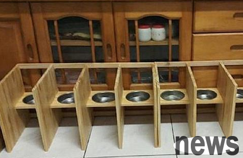 Fearing that 6 cats were snatching food, the young man created an isolation area by hand, but he was embarrassed when he started the meal