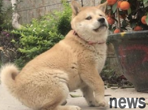 On the road to walking the dog, the puppy keeps looking back at the owner. What does it mean