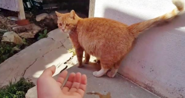 To save the sick kitten, the stray cat walked 2 kilometers to take humans to see the child, but he disappeared.