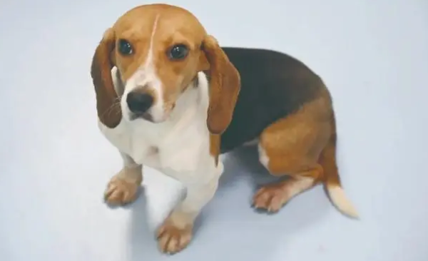 How to take care of elderly dogs? Must-see for cat shovelers who meet the standards