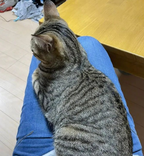 The kitten that ignored him suddenly became clingy. Before netizens could be happy, they discovered... this is how it is!
