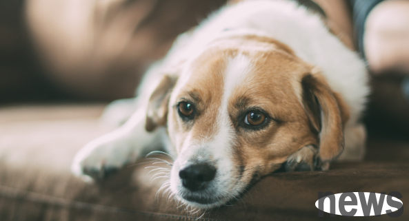 How to prevent dogs from tearing their homes? What are the best solutions?