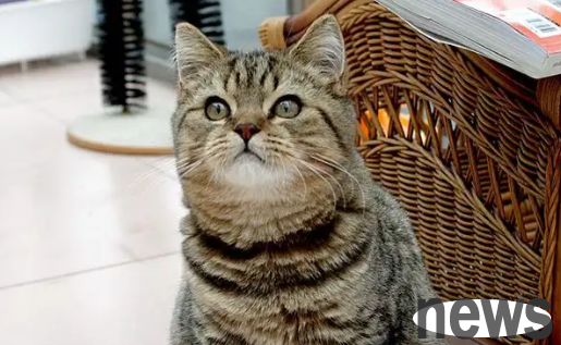 Ticket cat promptly reminds the owner to avoid burial in the sea of ​​fire