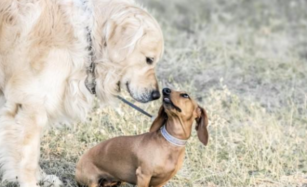 Do puppies like to smell you? There are several reasons for this