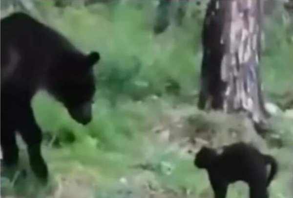 Russian black cat forced a brown bear to retreat? Cat monitor spies? Take a look at 5 strange and amazing cat incidents