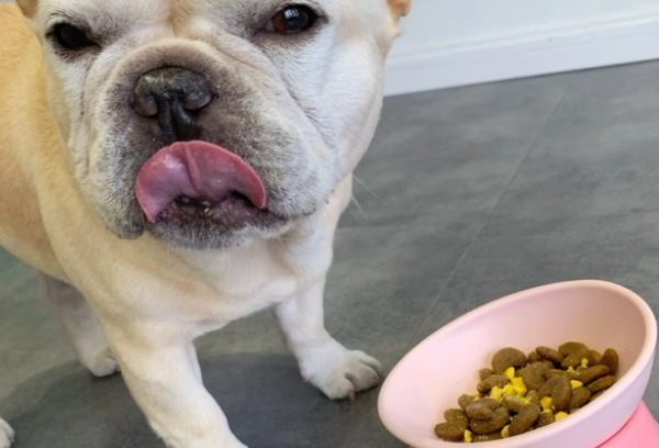 What should I do if a dog eats dog food and swallows it immediately without chewing it? Come and have a look