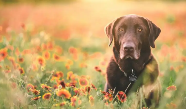 The 6 types of dogs that are most suitable for 
