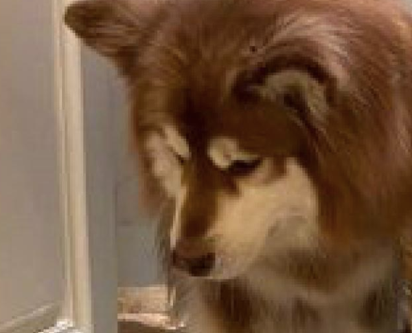 The two dogs were trapped in the bathroom by cats, Alaska avoided their eyes, and Corgi asked the owner for help!