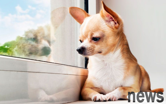Dogs have menstruation too? Dogs need special care when having their period