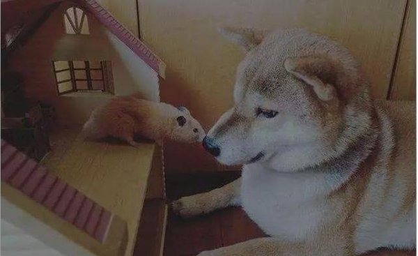 Shiba Inu and the cat always squat together to watch TV, like two long-lost friends