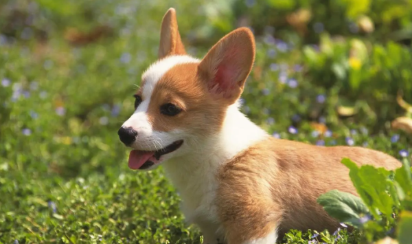 What are the symptoms of dog body language? - Anemia