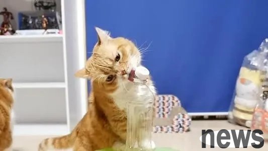 The cat was taken to the emergency room in the middle of the night, but the doctor couldn t help laughing after seeing it: Is it so popular?