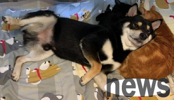 Shiba Inu used the orange cat as a pillow core and leaned her head in its arms. She saw the most courageous dog.