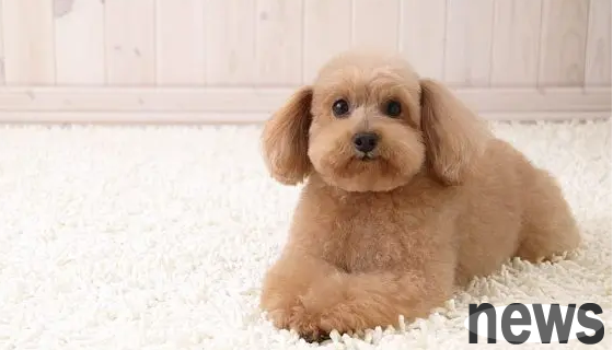 What Chinese medicine should a dog take if he has a runny nose? What are the reasons for a dog s runny nose?