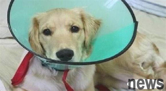 Do you know the 5 changes in dogs after spaying them?