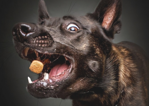 How to determine if a pet has rabies?