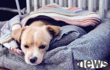 These five main symptoms will occur when the dog is suffering from pain, but the pet owner still 