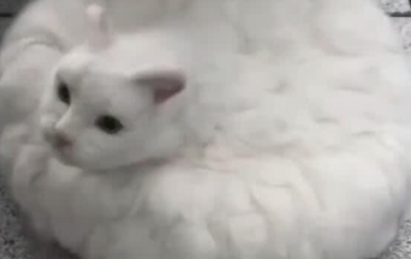 The owner collected the cat s hair and processed it into a mopping cat. Netizens said: I almost fell for it!