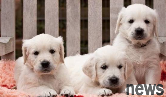 The favorite food of dogs is a pure and natural appetite enhancer for dogs!