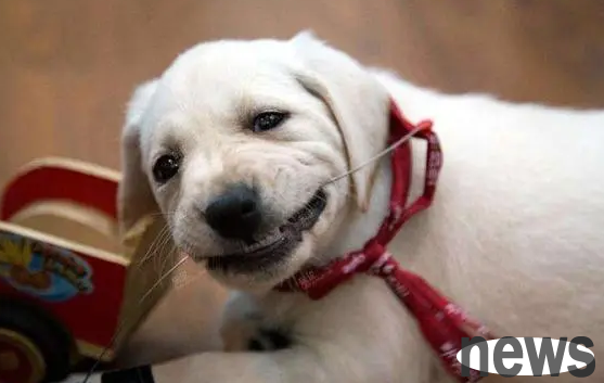 Dogs grow old together, have you noticed? Come and have a look