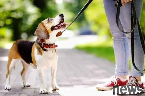 Why use rewards instead of punishment to train dogs