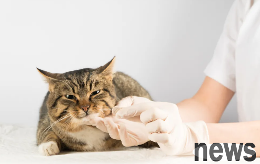 What happened to those who feed cats with bare hands?