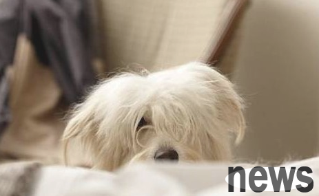 Dogs are a regular alarm clock, and there are 4 ways to wake up your owner. Are you awakened by licking or arching?