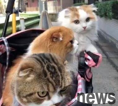 I met someone walking a cat on the road, or were there three cats? Can I steal a cat?
