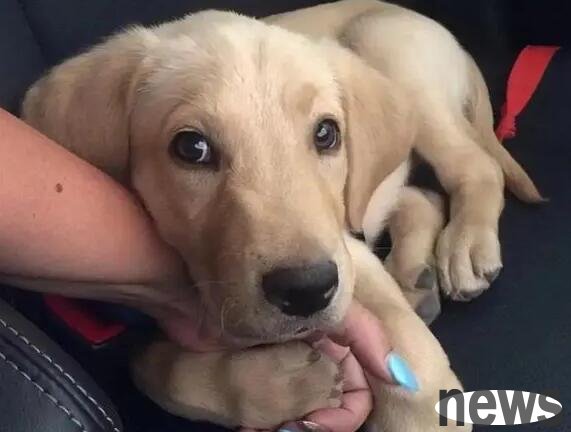 Do dogs always like to use their front paws to pull you out? Actually, I want to tell you this