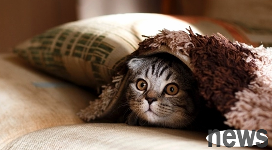 Three manifestations of a stingy cat when he makes mistakes and is taught a lesson. Which one do you like?