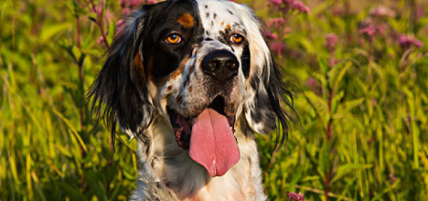 What should I do if the English Scider dog barks? Tips for your reference