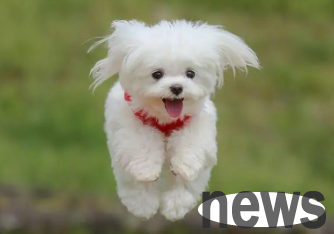 What causes dog mania? Newbie shovelers can take a look~