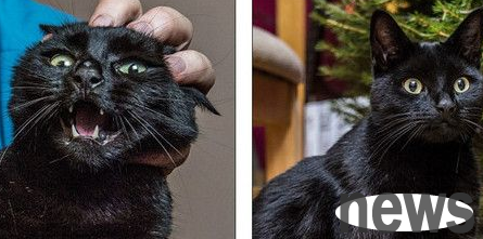 The terrifying demon cat, even the golden hound is afraid of it