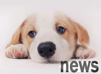 How to get your family dog ​​to accept a new dog? Read this article